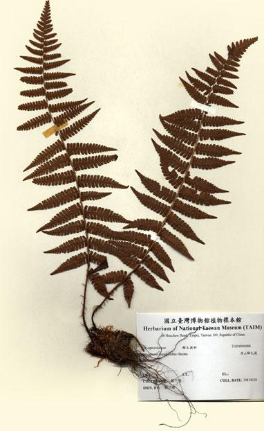 中文名：深山鱗毛蕨 (H000088)學名： em Dryopteris hypophlebia Hayata /em 