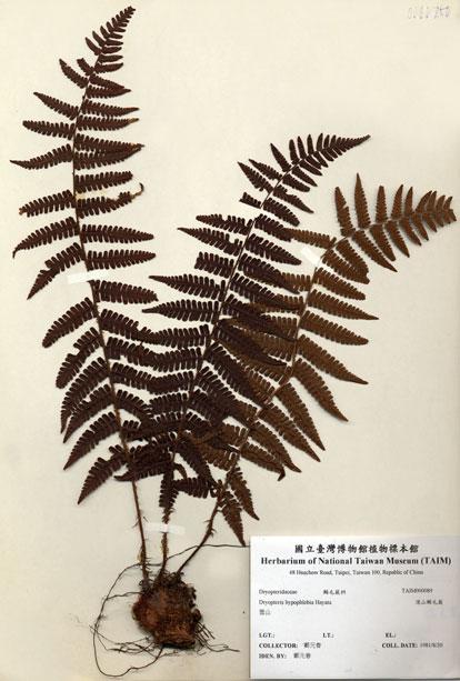 中文名：深山鱗毛蕨 (H000089)學名： em Dryopteris hypophlebia Hayata /em 