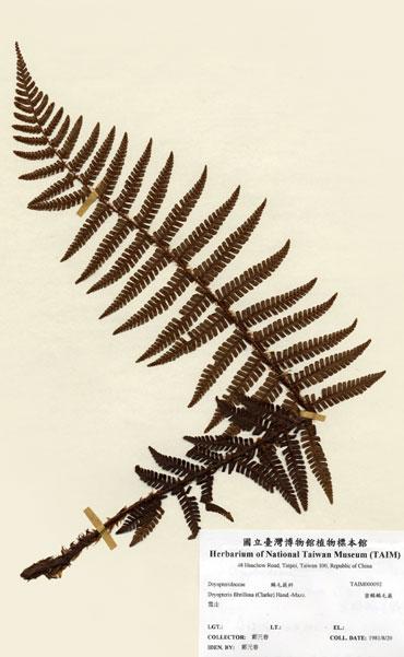中文名：密鱗鱗毛蕨 (H000092)學名： em Dryopteris fibrillosa (Clarke) Hand.-Mzt. /em 
