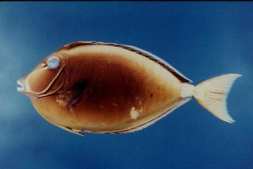 黑背鼻魚( em Naso lituratus  /em )