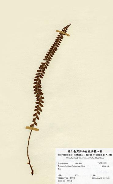 中文名：密鱗鱗毛蕨 (H000093)學名： em Dryopteris fibrillosa (Clarke) Hand.-Mzt. /em 