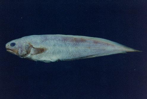 新鳚( em Neobythites sivicola  /em )
