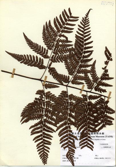 中文名：落鱗鱗毛蕨 (H000098)學名： em Dryopteris sordidipes Tagawa /em 