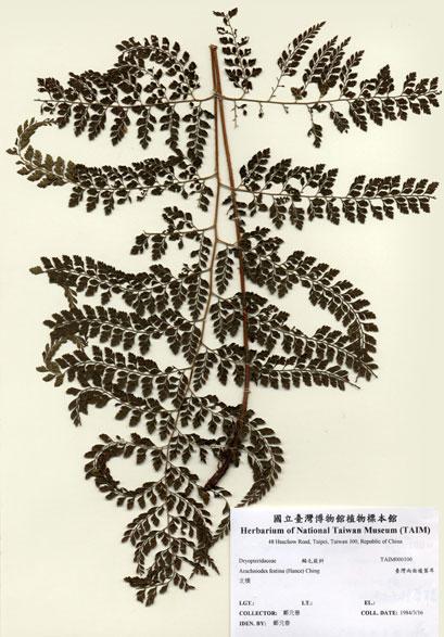 中文名：臺灣兩面複葉耳蕨 (H000100)學名： em Arachniodes festina (Hance) Ching /em 
