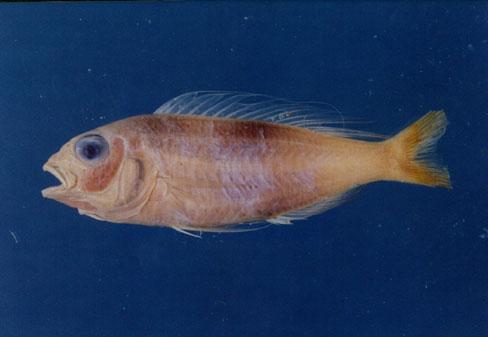 長絲金線魚( em Nemipterus nematophorus  /em )