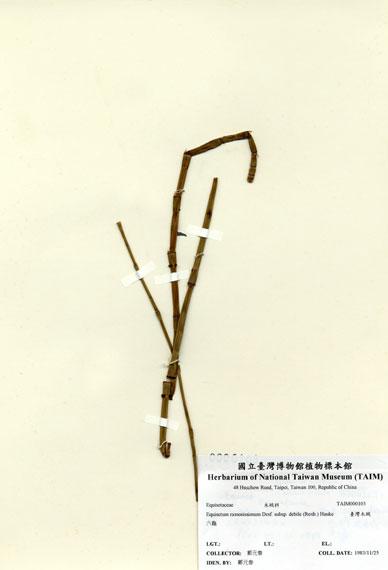 中文名：臺灣木賊 (H000103)學名： em Equisetum ramosissimum Desf. subsp. debile (Roxb.) Hauke /em 