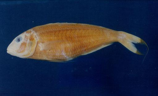 金線魚( em Nemipterus virgatus  /em )