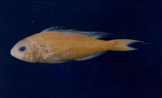 長絲金線魚( em Nemipterus nematophorus  /em )