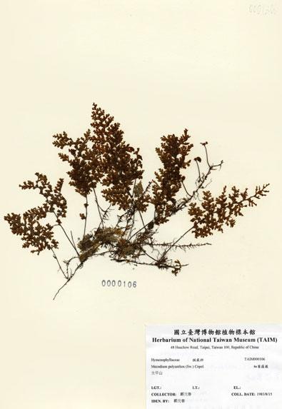中文名：細葉蕗蕨 (H000106)學名： em Mecodium polyanthos (Sw.) Copel. /em 