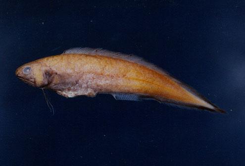 新鳚( em Neobythites sivicola  /em )
