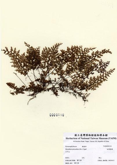 中文名：細葉蕗蕨 (H000110)學名： em Mecodium polyanthos (Sw.) Copel. /em 