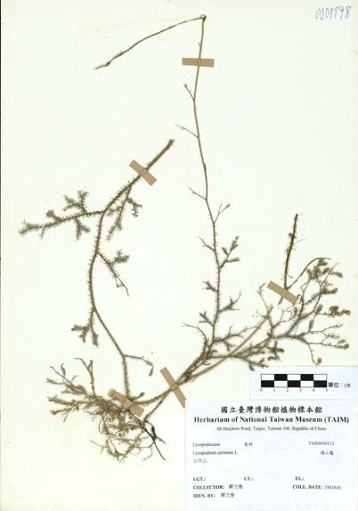 中文名：過山龍 (H000112)學名： em Lycopodium cernuum L. /em 