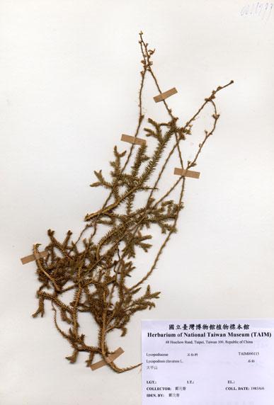 中文名：石松 (H000113)學名： em Lycopodium clavatum L. /em 