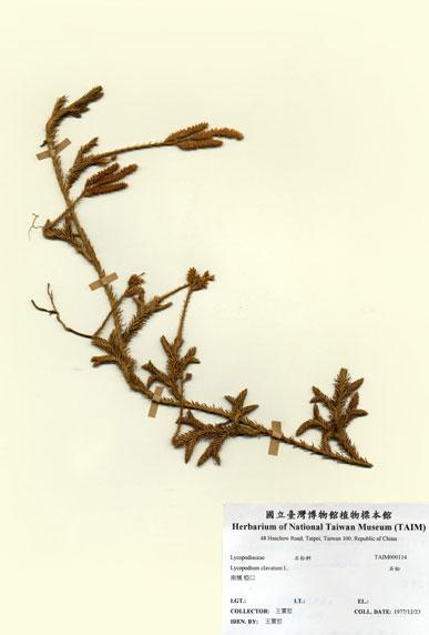 中文名：石松 (H000114)學名： em Lycopodium clavatum L. /em 