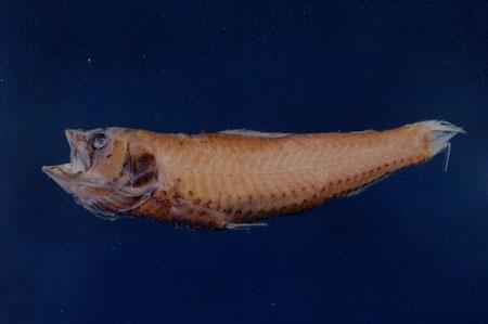 多孔新燈魚( em Neoscopelus porosus  /em )