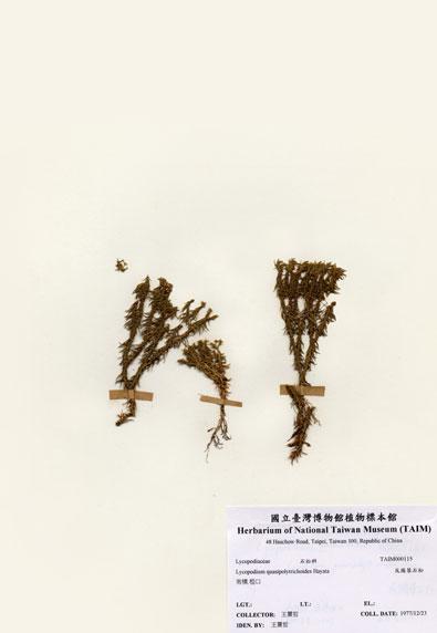 中文名：反捲葉石松 (H000115)學名： em Lycopodium quasipolytrichoides Hayata /em 