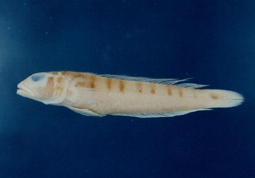 多橫斑擬鱸( em Parapercis multifasciata  /em )