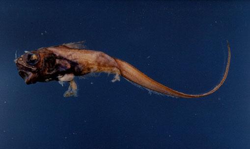 獅鼻奈氏鱈( em Nezumia condylura  /em )