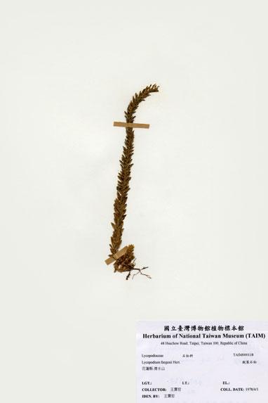 中文名：銳葉石松 (H000118)學名： em Lycopodium fargesii Hert. /em 