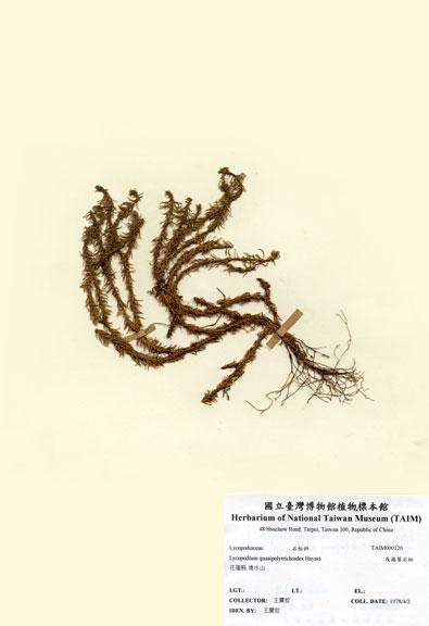 中文名：反捲葉石松 (H000120)學名： em Lycopodium quasipolytrichoides Hayata /em 