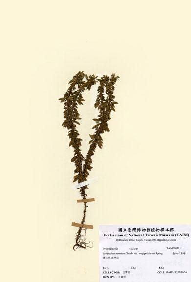 中文名：長柄千層塔 (H000121)學名： em Lycopodium serratum Thunb. var. longipetiolatum Spring /em 