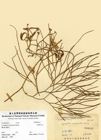 中文名：木賊葉石松 (H000123)學名： em Lycopodium casuarinoides Spring /em 