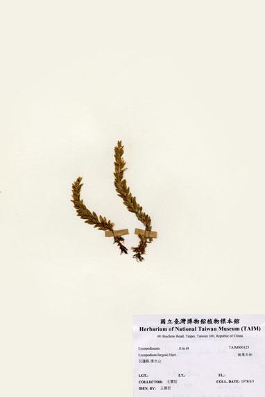 中文名：銳葉石松 (H000125)學名： em Lycopodium fargesii Hert. /em 