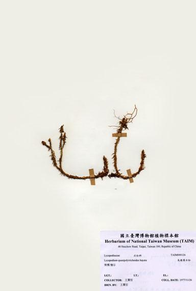 中文名：反捲葉石松 (H000126)學名： em Lycopodium quasipolytrichoides Hayata /em 