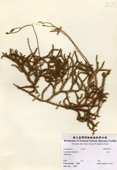 中文名：石松 (H000127)學名： em Lycopodium clavatum L. /em 