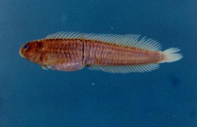 斑點肩鰓尉( em Omobranchus punctatus  /em )