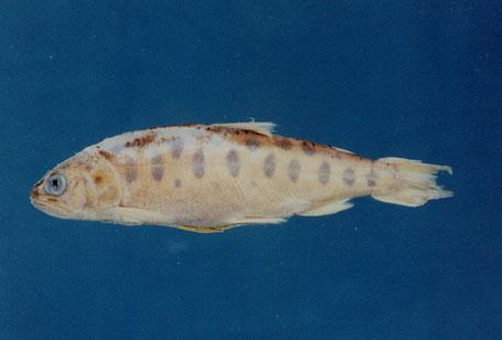 台灣鳟(櫻花鉤吻鮭)( em Oncorhynchus masou formosanum  /em )