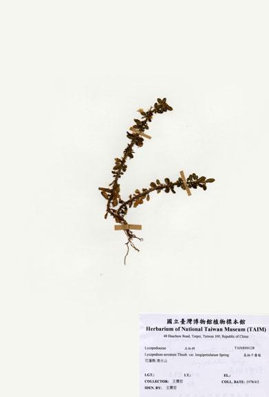 中文名：長柄千層塔 (H000128)學名： em Lycopodium serratum Thunb. var. longipetiolatum Spring /em 