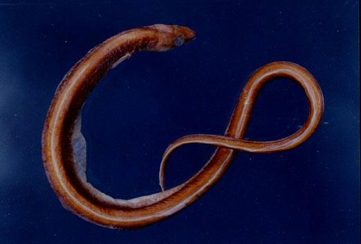 裾鰭蛇鰻( em Ophichthus urolophus  /em )