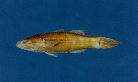 蛇塘鱧屬之一種( em Ophieleotris sp. /em )