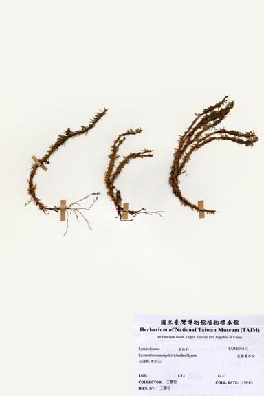 中文名：反捲葉石松 (H000132)學名： em Lycopodium quasipolytrichoides Hayata /em 