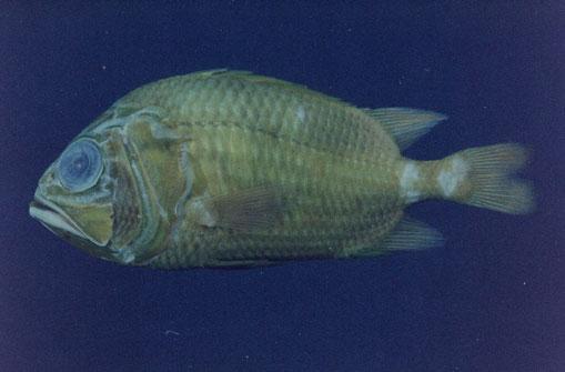 沈氏金鱗魚( em Ostichthys sheni  /em )