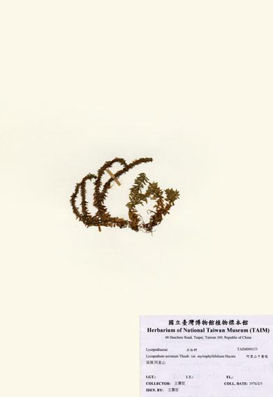 中文名：阿里山千層塔 (H000133)學名： em Lycopodium serratum Thunb. var. myriophyllifolium Hayata /em 