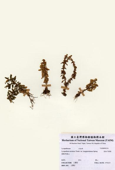 中文名：長柄千層塔 (H000134)學名： em Lycopodium serratum Thunb. var. longipetiolatum Spring /em 
