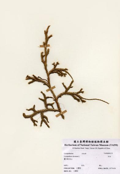 中文名：石松 (H000135)學名： em Lycopodium clavatum L. /em 