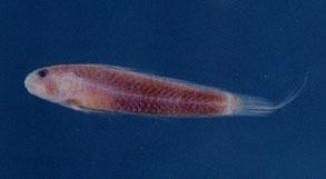 台灣溝蝦虎魚( em Oxyurichthys formosanus  /em )