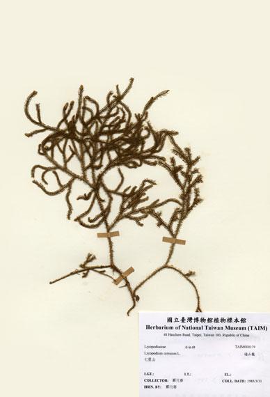 中文名：過山龍 (H000139)學名： em Lycopodium cernuum L. /em 