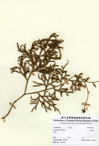 中文名：過山龍 (H000140)學名： em Lycopodium cernuum L. /em 