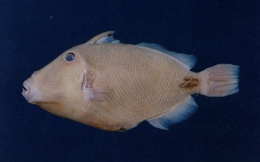 鉤鱗魨( em Balistapus undulatus  /em )