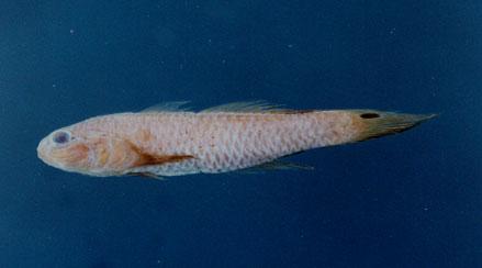 多鬚擬鰕鯊( em Parachaeturichthys polynema  /em )
