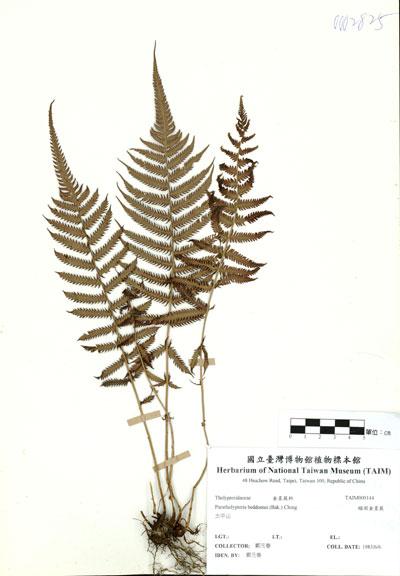 中文名：縮羽金星蕨 (H000144)學名： em Parathelypteris beddomei (Bak.) Ching /em 