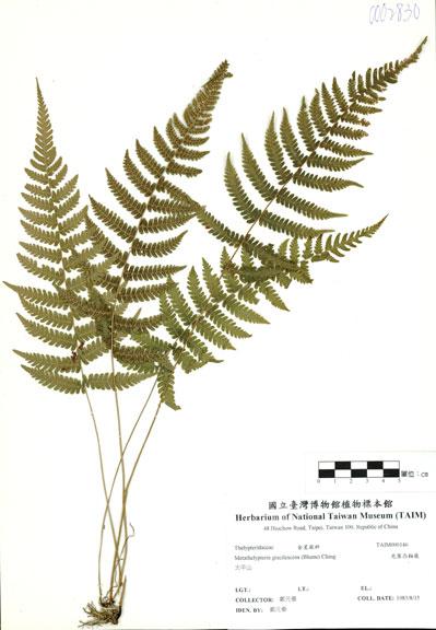 中文名：光葉凸軸蕨 (H000146)學名： em Metathelypteris gracilescens (Blume) Ching /em 