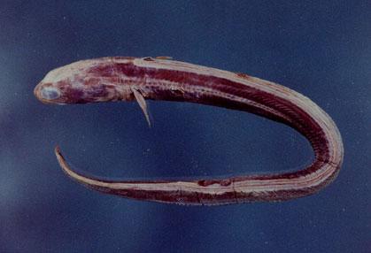 大眼擬海糯鰻( em Parabathymyrus macrophthalmus  /em )