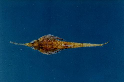 飛海蛾魚( em Pegasus volitans  /em )