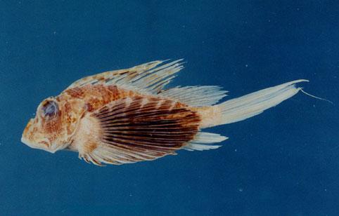 異尾擬簑鮋( em Parapterois heterurus  /em )