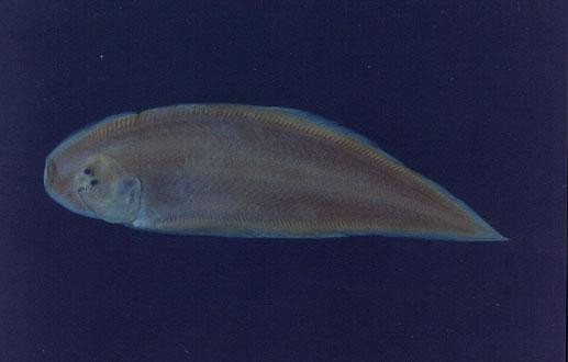 櫛鱗鬚鰨( em Paraplagusia guttata  /em )